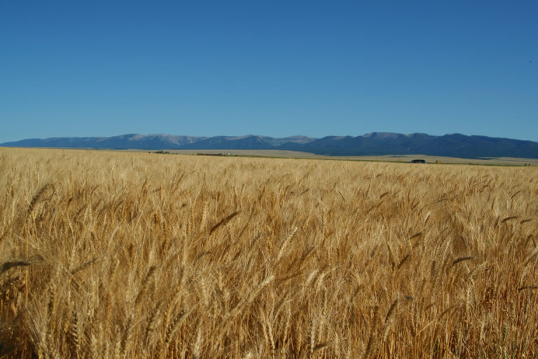 Wheatfield and Bridger Mountains